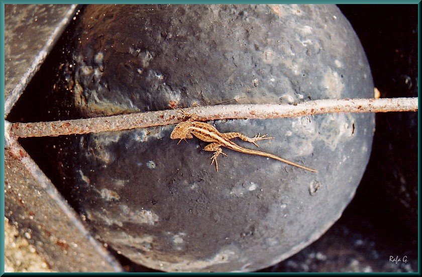 Bola de cañón con lagartija cubana. ¿quien dijo miedo? by Rafael GG