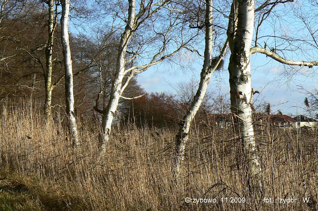 Brzozy jesienią - Birch trees in autumn by izywec