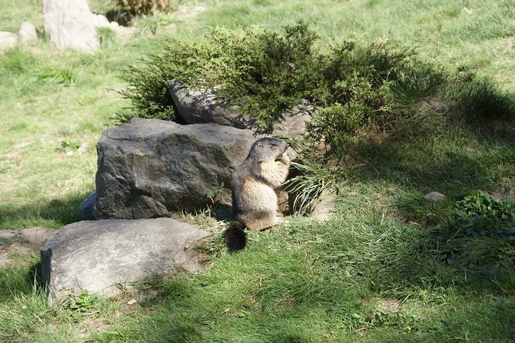 Introd, parc animalier by Gianlupo