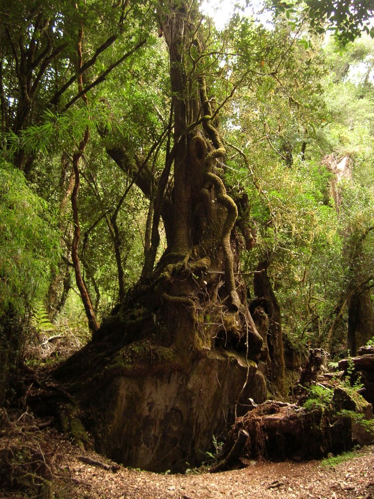 Árbol - puyehue by Cony Jorratt