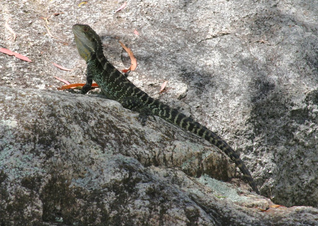 Eastern water dragon - Tidbinbilla by Paul Strasser