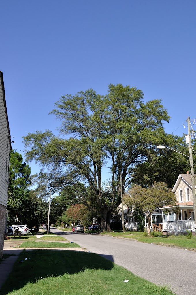 VIRGINIA: NORFOLK: a tree for Magda by Douglas W. Reynolds, Jr.