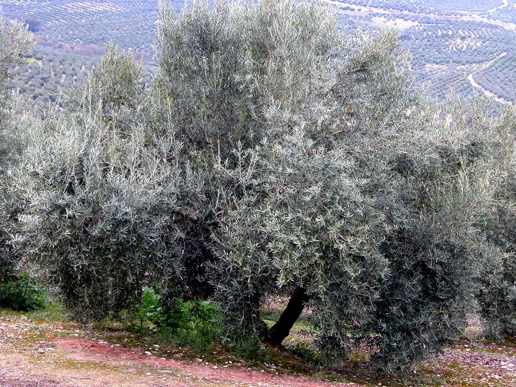 ZUHEROS (Provincia de Córdoba). Olivares. by Carlos Sieiro del Nido