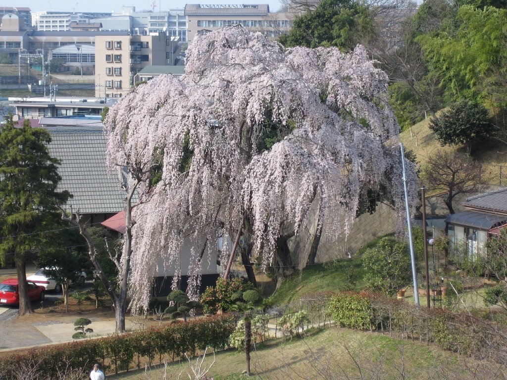 川井家のしだれ桜 by kz.nisym