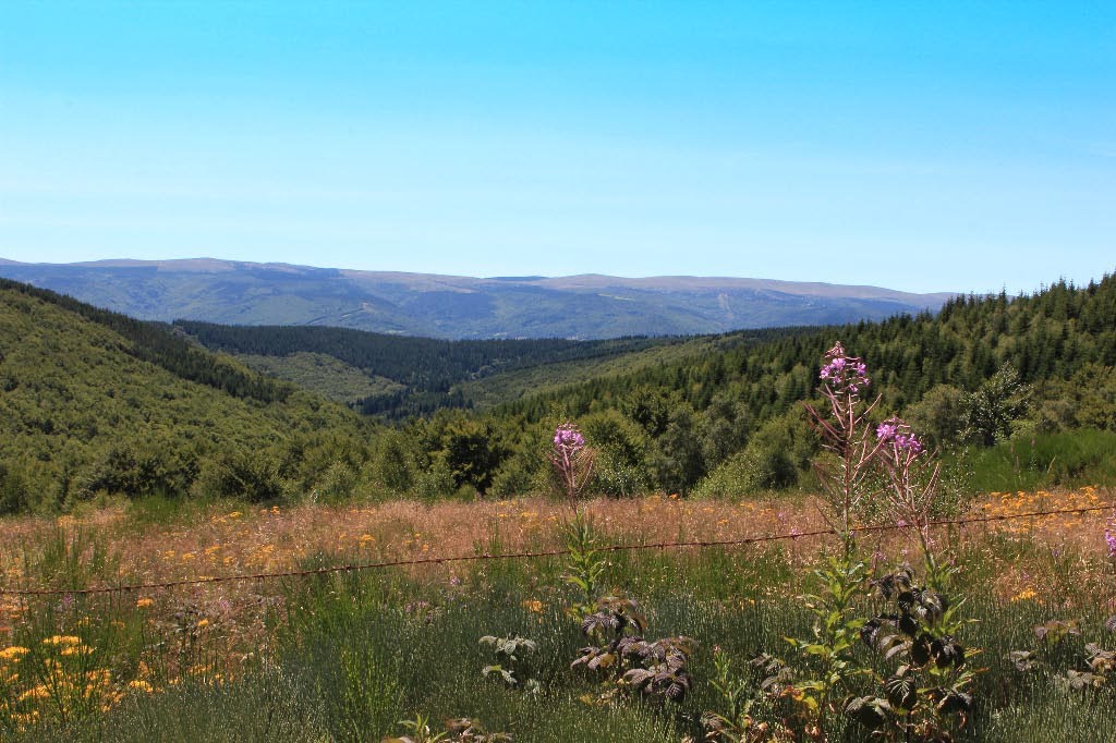 FORET DOMANIALE DU GOULET SUD D'ESTAMPE by Frédéric Adant