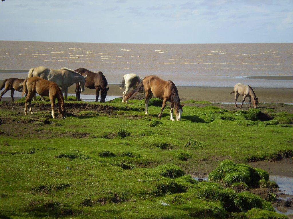 Caballos sueltos en el río by juanmanuelsimon