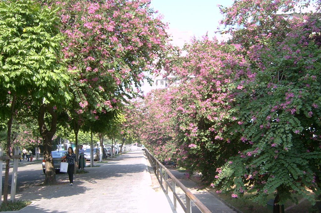 深圳 园岭中路 向南 Middle Yuling Road  Shenzhen  Facing southward by Fu Xing Ji Di