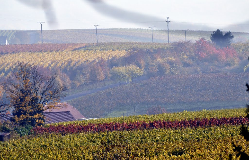 Gleisweiler. Die Pfalz wird bunt-golden... Sogar im Dunst. by ®mene