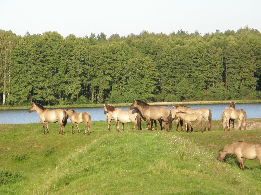 Konik polski by marek zdziechowski