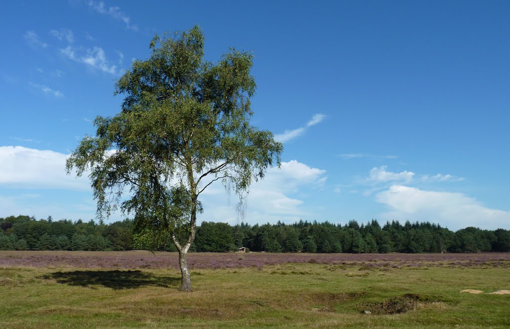 Nederland - Elspeet - Heide by Henny  Brouwers