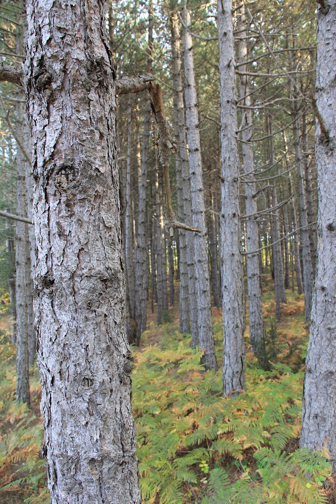 Pine trees by panosstathop