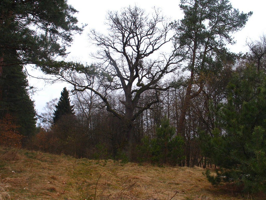 Stary dąb / The old oak tree by krzynio.net