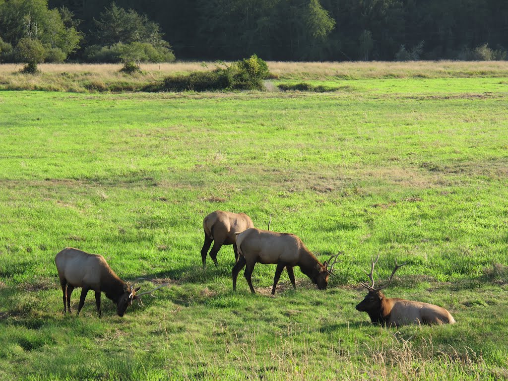 Elk at Dean Creek viewing area by A. Wade