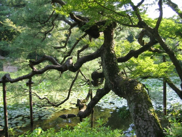 El árbol de la ciencia 2, Kioto, Japón by Ana Padorno