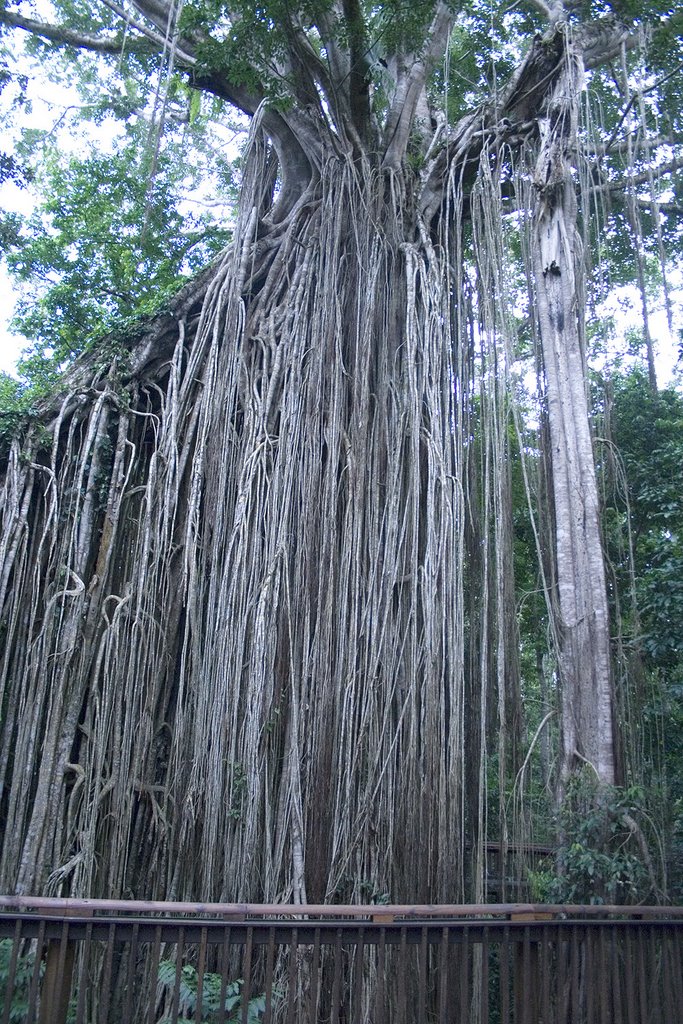 Curtain Tree Fig by mealiex