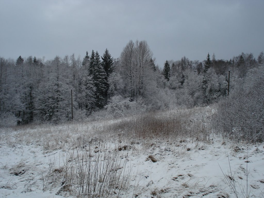 Forest From Road by ---=XEON=---