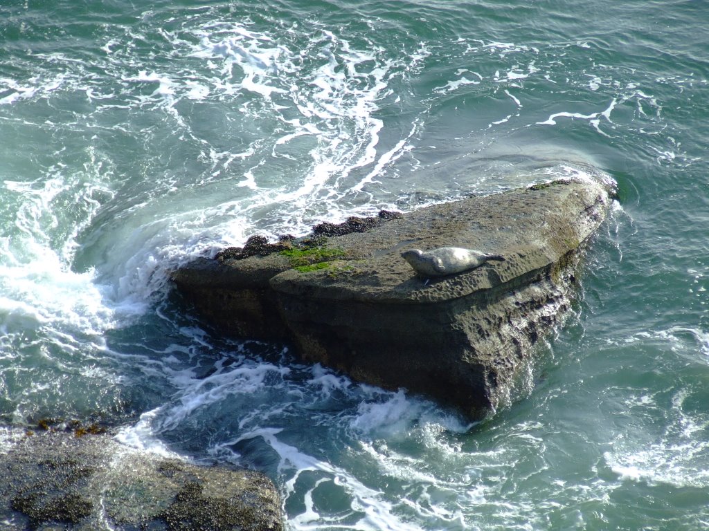 Harbor Seal, San Pedro by KrzysztofS501