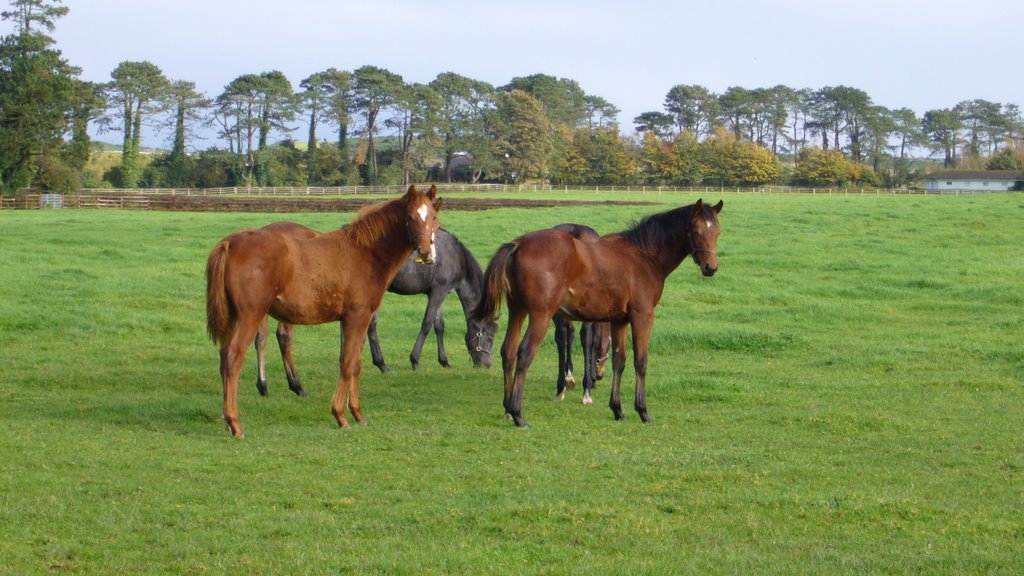 Irish National Stud by Bubla