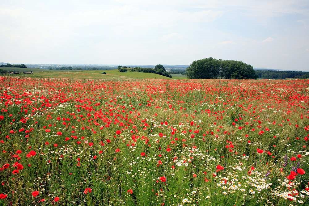 Mohnwiese bei Melzow by Friedenauer