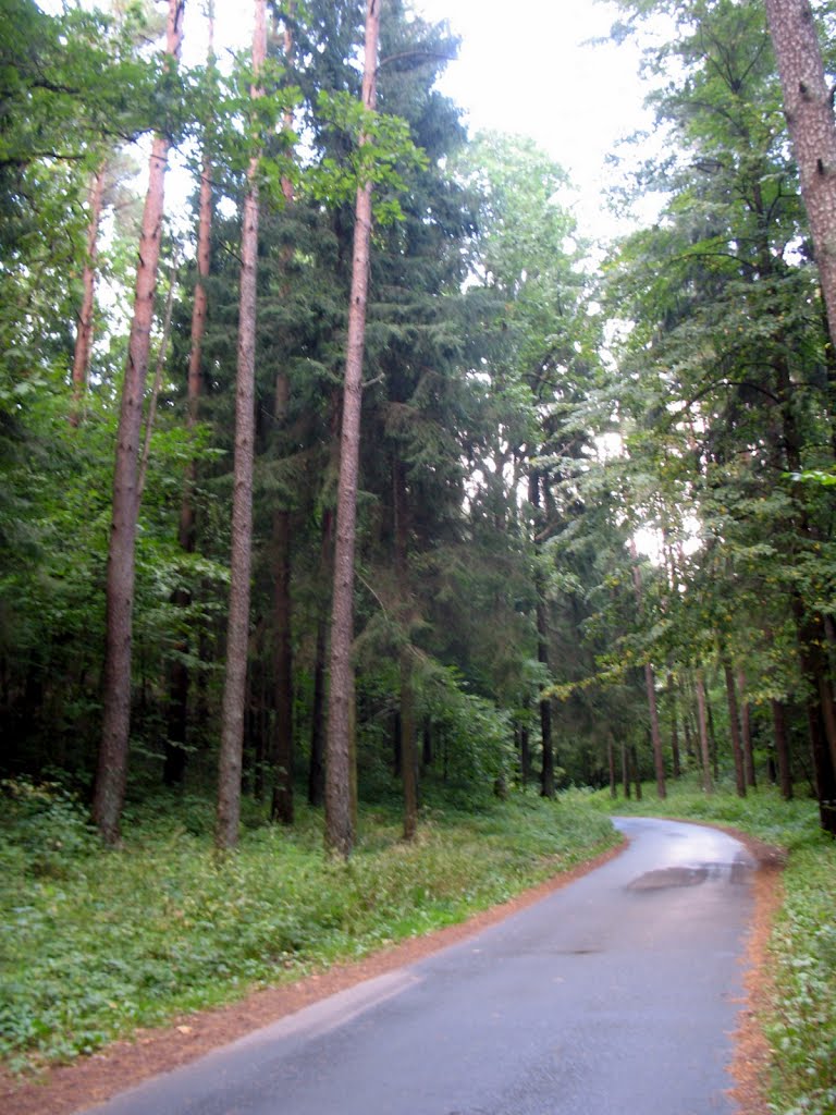 Панарскі лес. Narrow road in Paneriai forest by Andrej Kuźniečyk