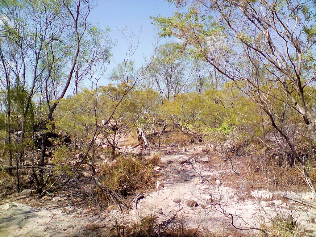 Tolmer Falls , spindly undergrowth ... by Michael Caine