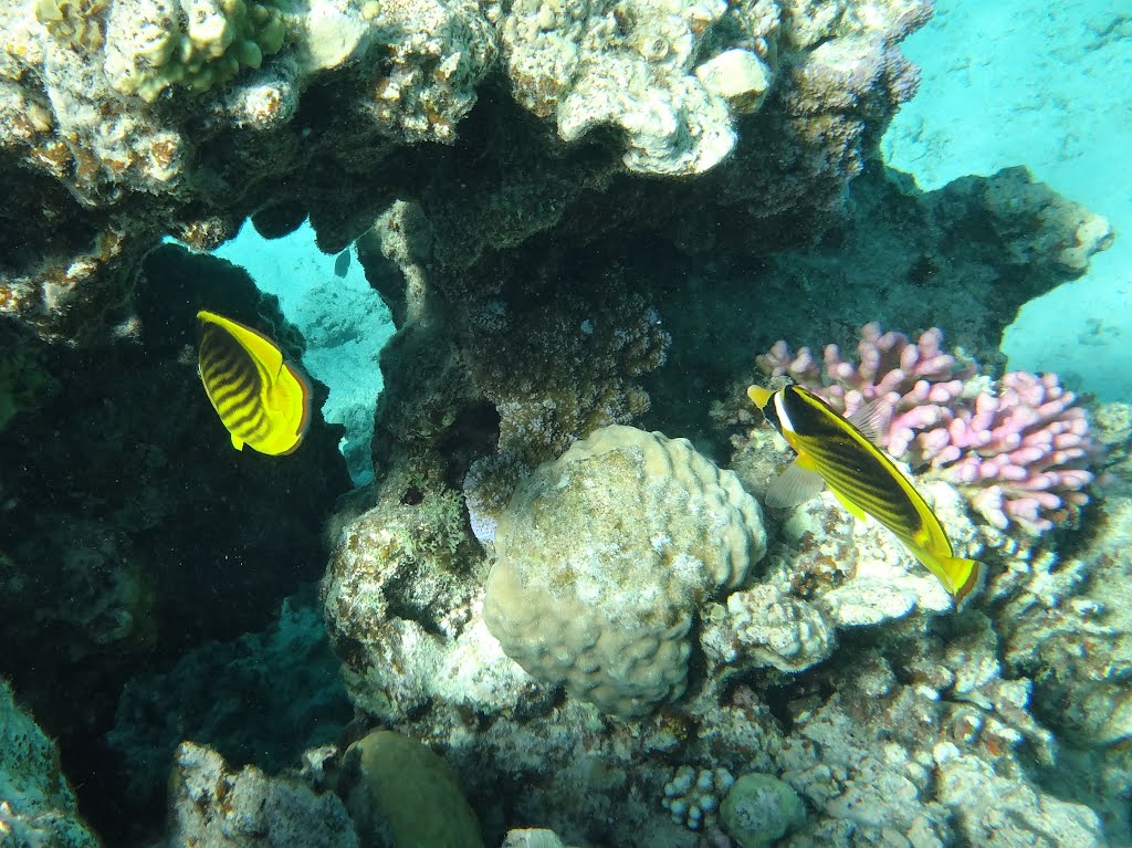 Striped Butterflyfish by MariuszTarapata