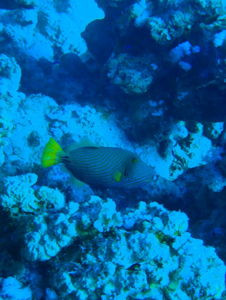 Orange Lined Triggerfish by MariuszTarapata