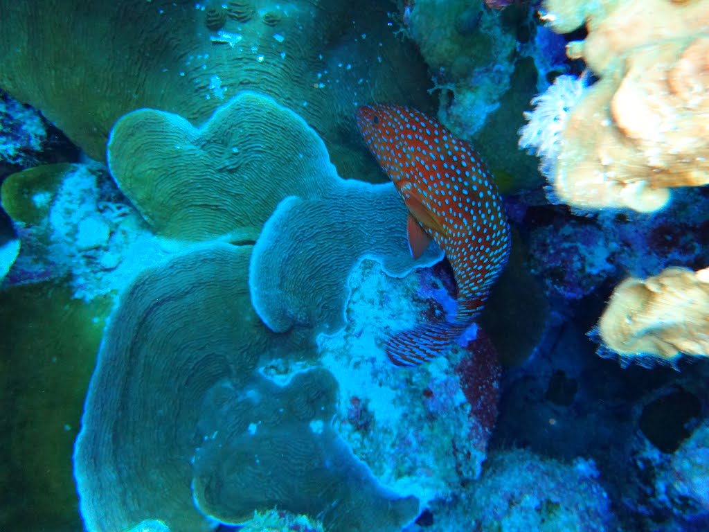 Grouper Fish by MariuszTarapata