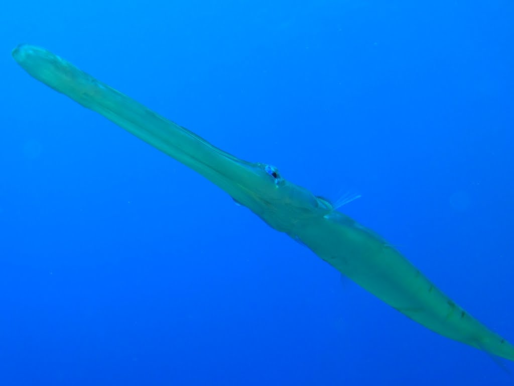 Cornetfish by MariuszTarapata