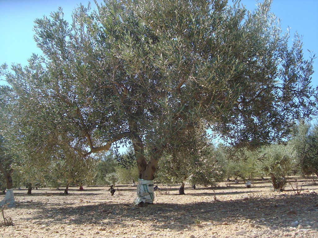 Oliveral, olivar, olivo, Villanueva de Alcolea, Castellón, España by Juan Emilio Prades Bel