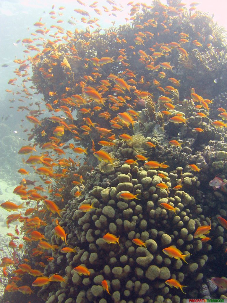 Aqaba Under Water Gold Fish by panoramamman.com