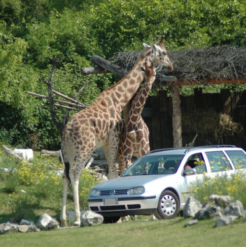 Giraffe al Parco Natura Viva by Giorgio Ottolini