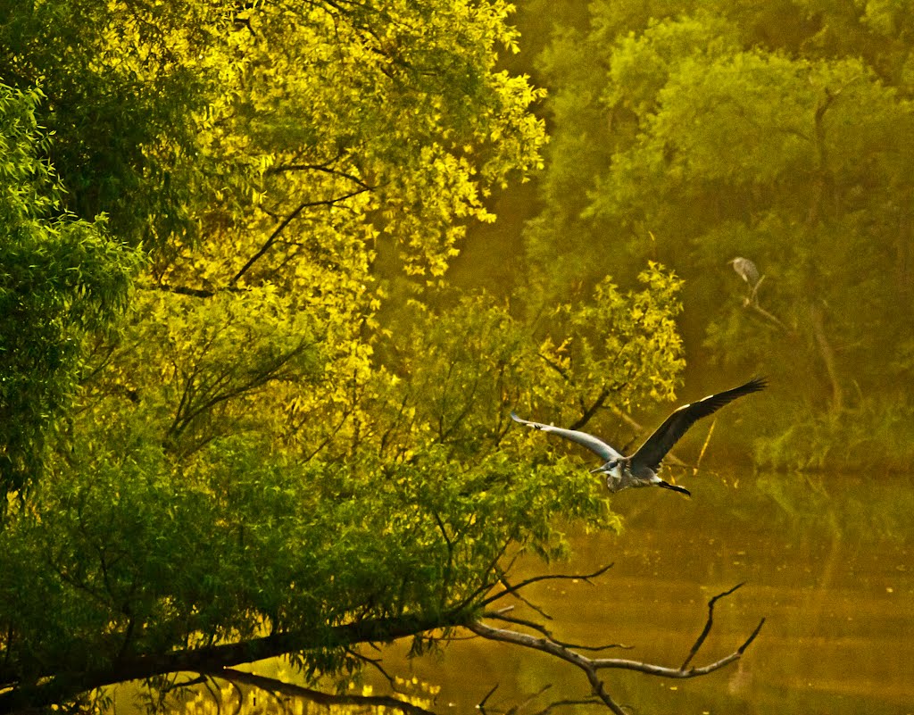 Morning of the Herons by Stan Lupo