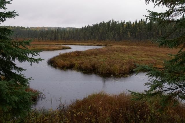 Algonquin Spruce Bog Broadwalk by Tranquility