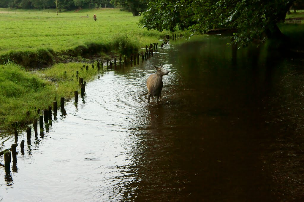 Wildpark Eekholt by Onnie2912