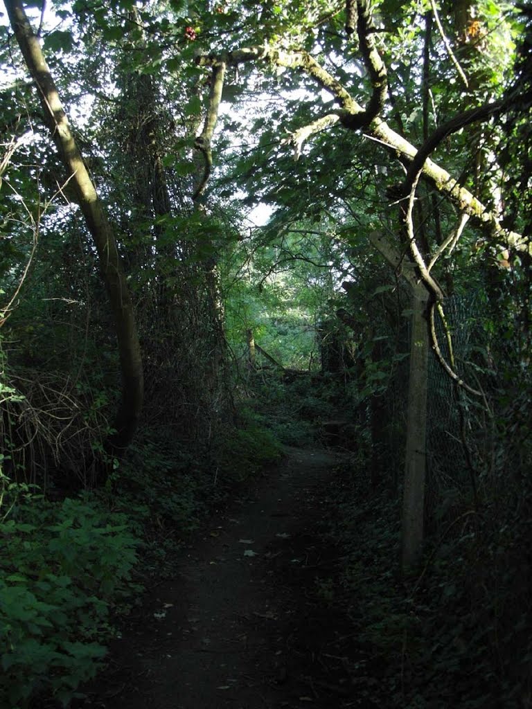 Shady footpath alongside the Avon by asumtown