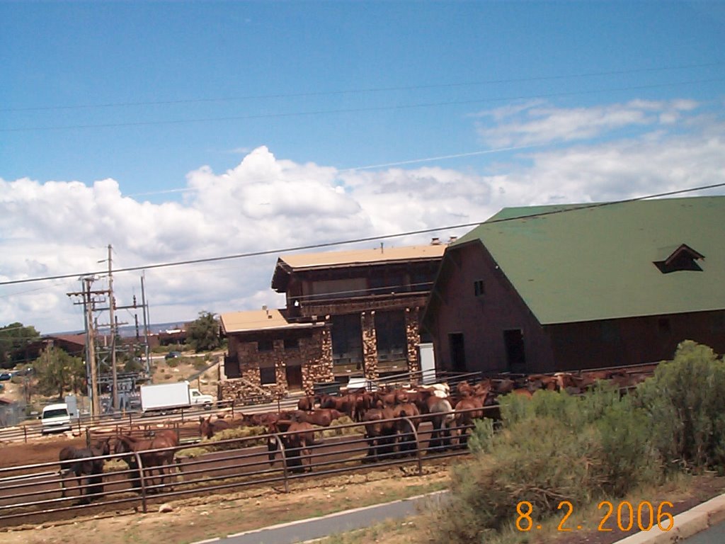 Livery horses await customers for the descent into the canyon. by goinc2c