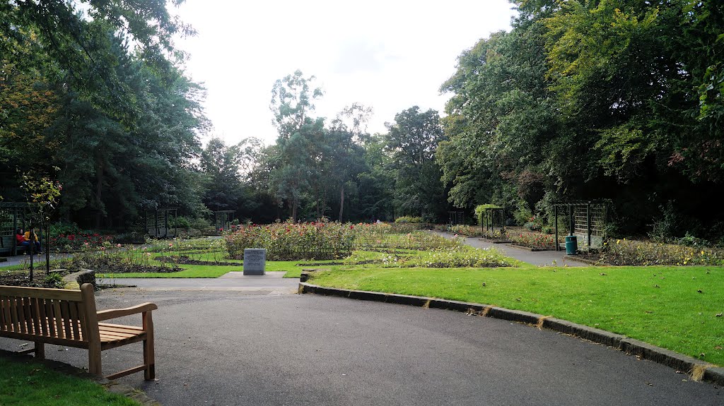 Saltwell Park Rose Garden by J sutton