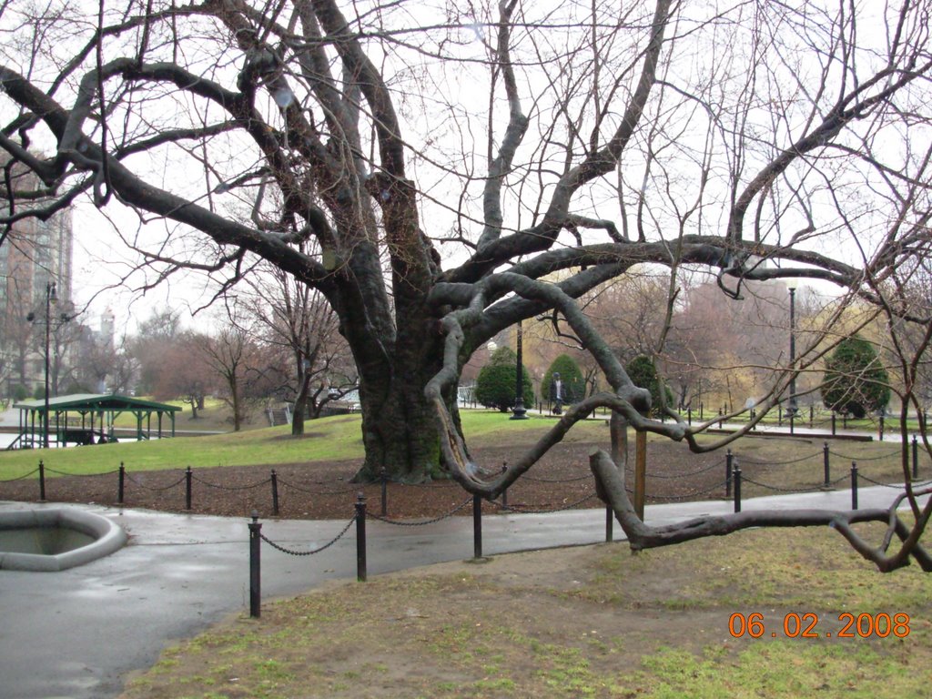 Boston Public Gardens by dublinmags