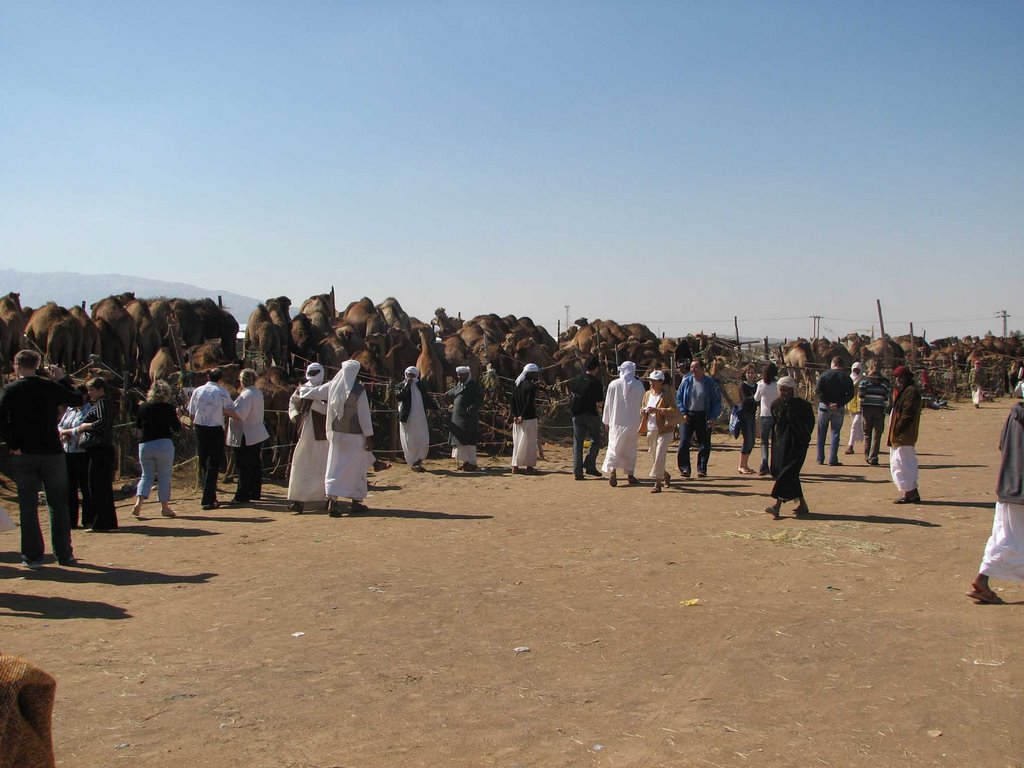 Al Ain Camel Market by Interceptor_V