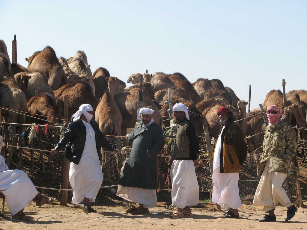 Al Ain Camel Market by Interceptor_V