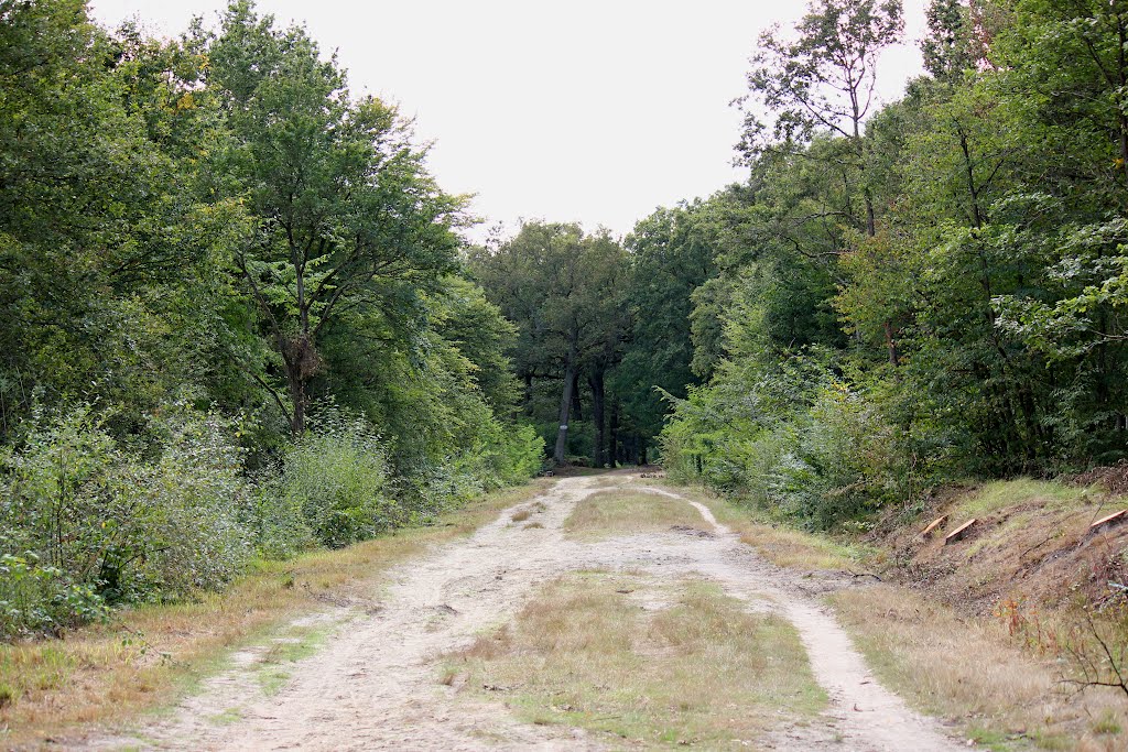 La forêt de Sénart→Route Forestière de Monsieur by panos767