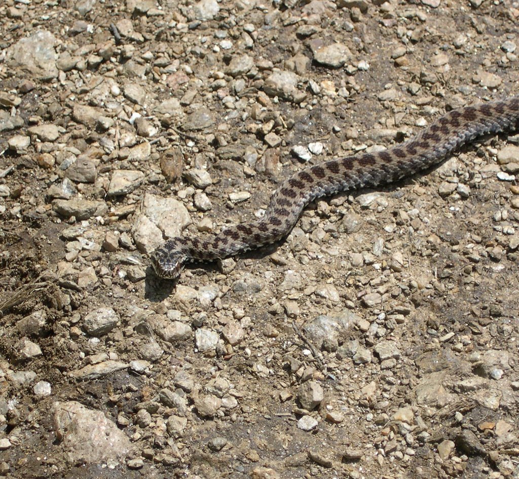 Vipera Aspis particolare by Sergio Porro