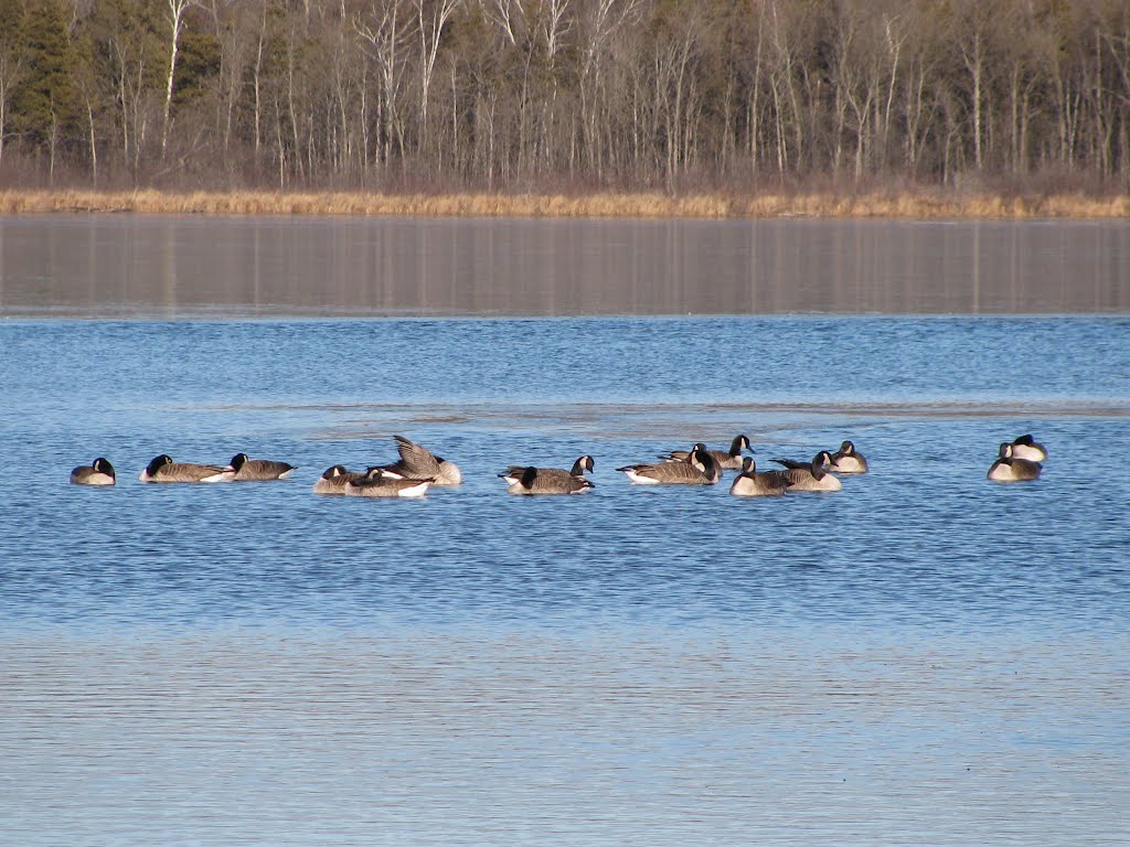 Mauthe Lake geese by DianeRyan