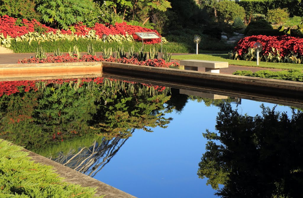 Reflecting Pool by Scott Rackers