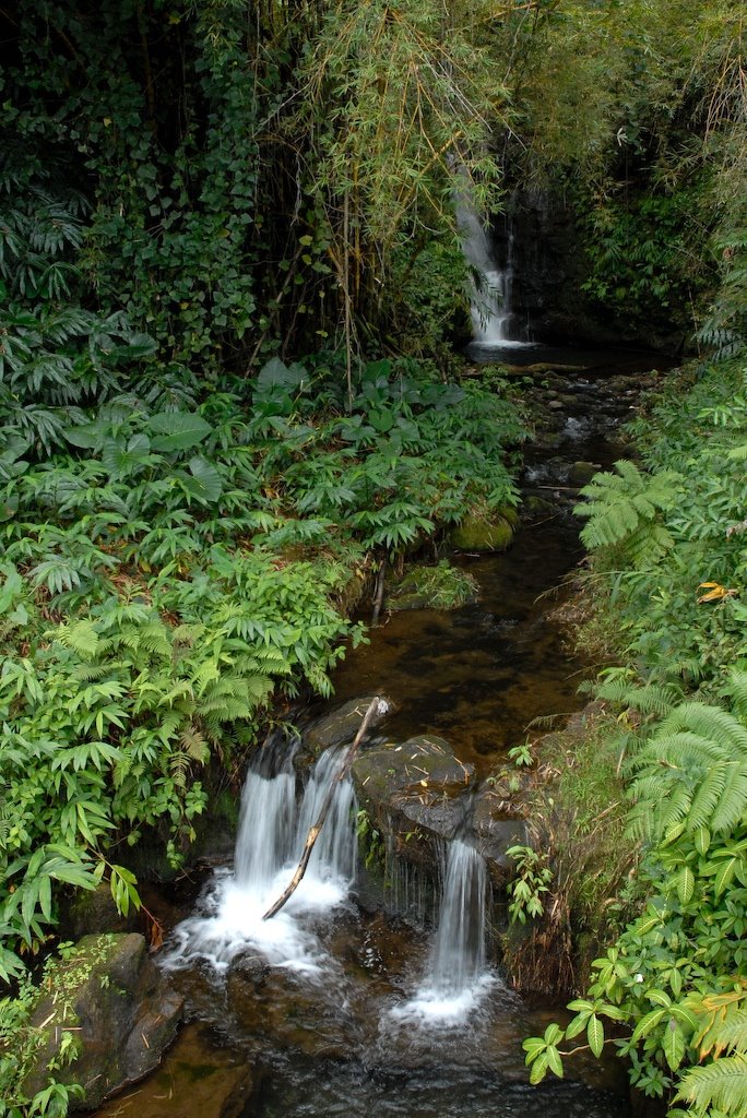 Akaka Falls State Park by marktw