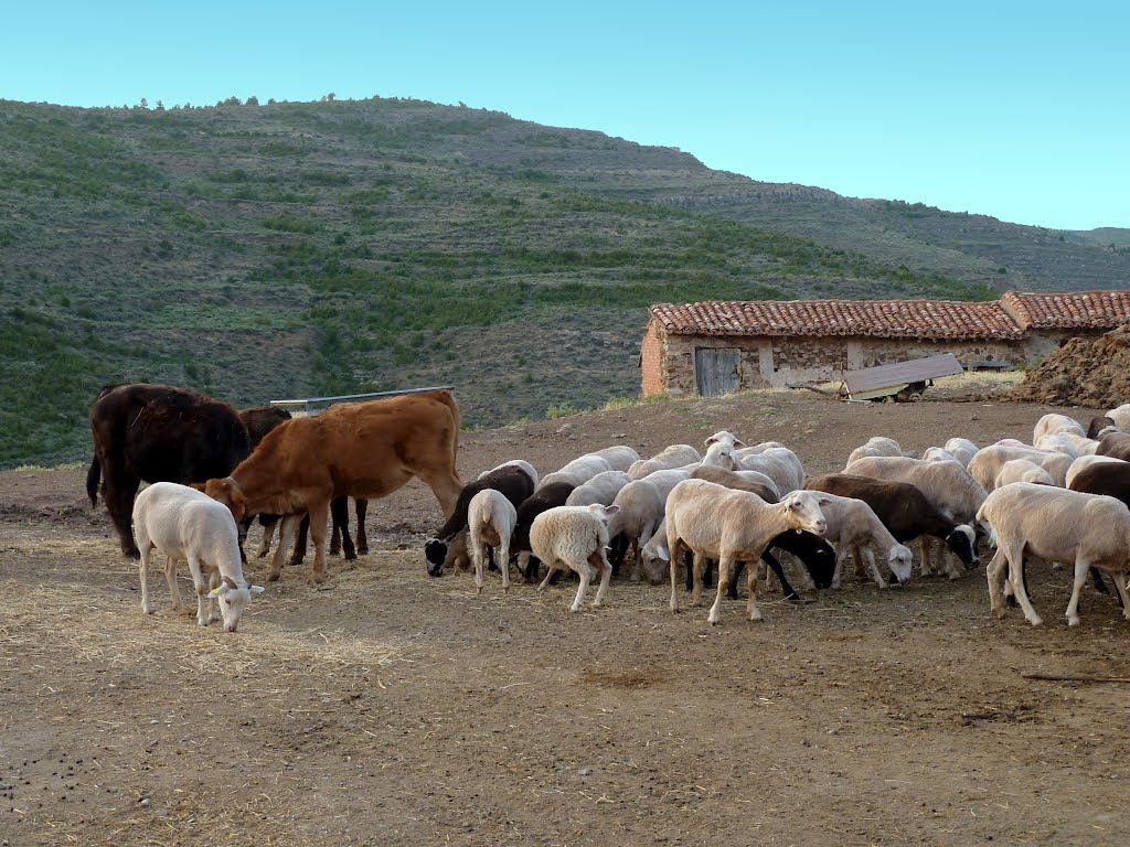 SANTA CECILIA (Aldea de Santa Engracia del Jubera-La Rioja). 2012. 09. Pueblo ganadero. by Carlos Sieiro del Nido