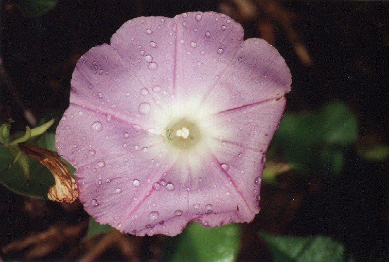 Flower at Anahola Beach by R. D. Gardner