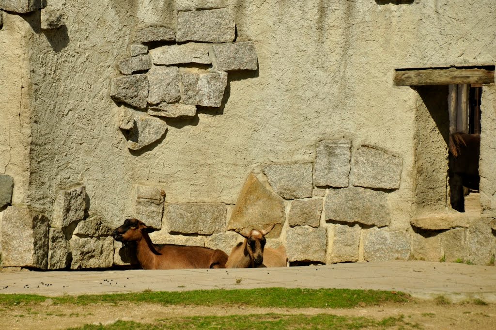 Zoo Liberec by matvej