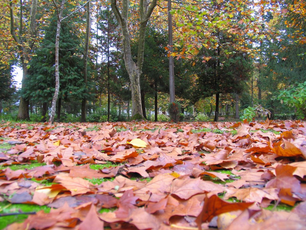 Otoño en Vidago. by Benito R. Moran